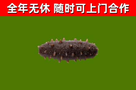 喀喇沁县烟酒回收干海参.jpg